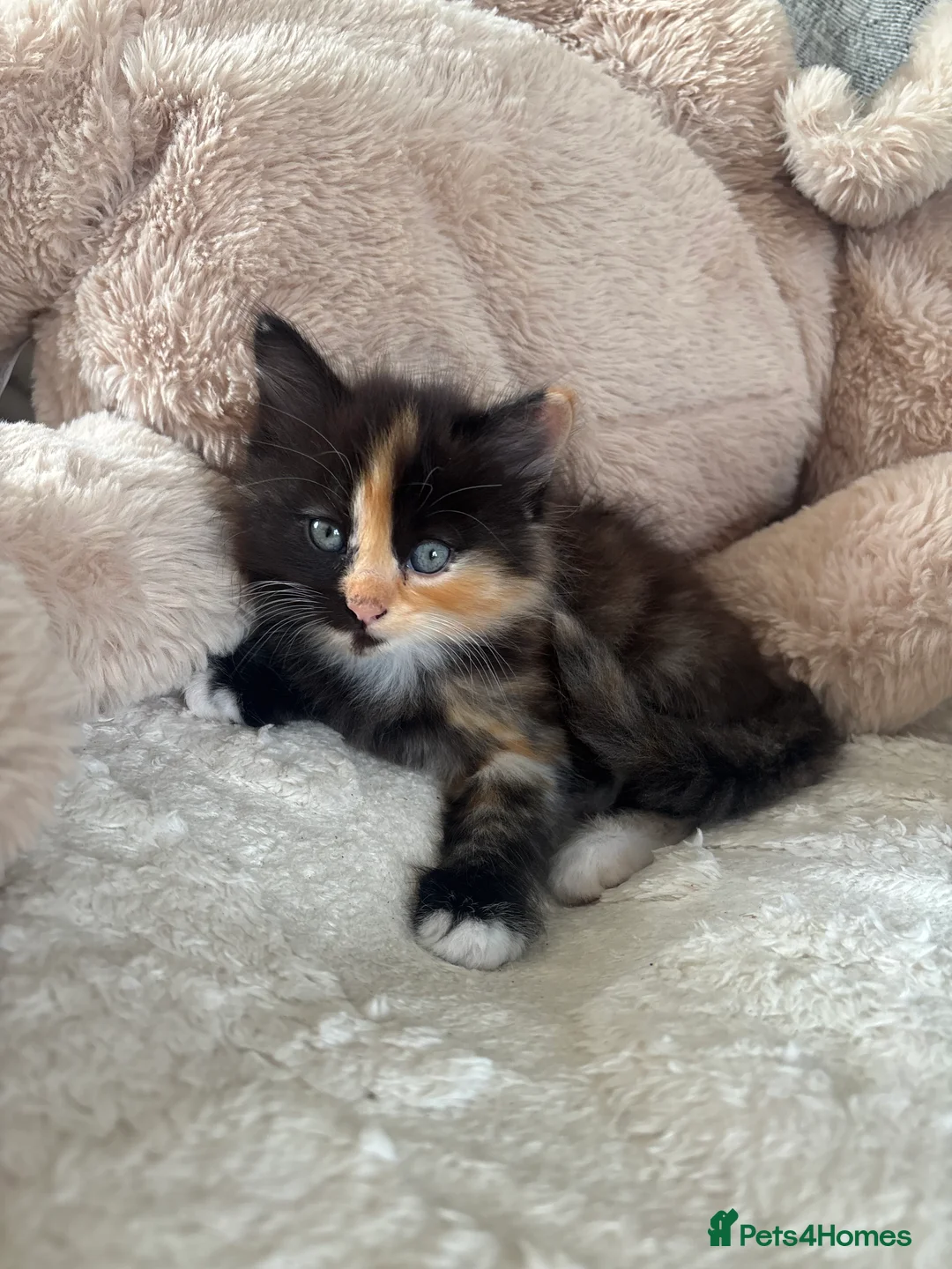 Mixed Breed cats for sale: The cutest  kittens ready to find a loving home  - Advert 2