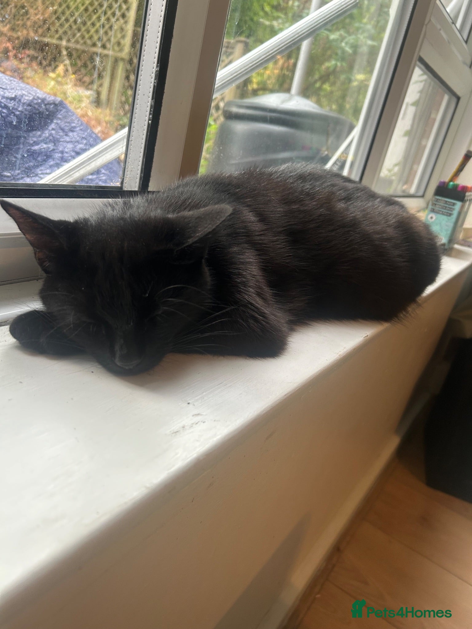 Mixed Breed cats Beautiful Kittens Looking for Their Forever Homes - Advert 8