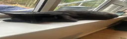 Mixed Breed cats for sale: Beautiful Kittens Looking for Their Forever Homes - Advert 1