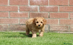 Cockapoo dogs for sale: Beautiful Cockapoo puppies for sale - Image 19