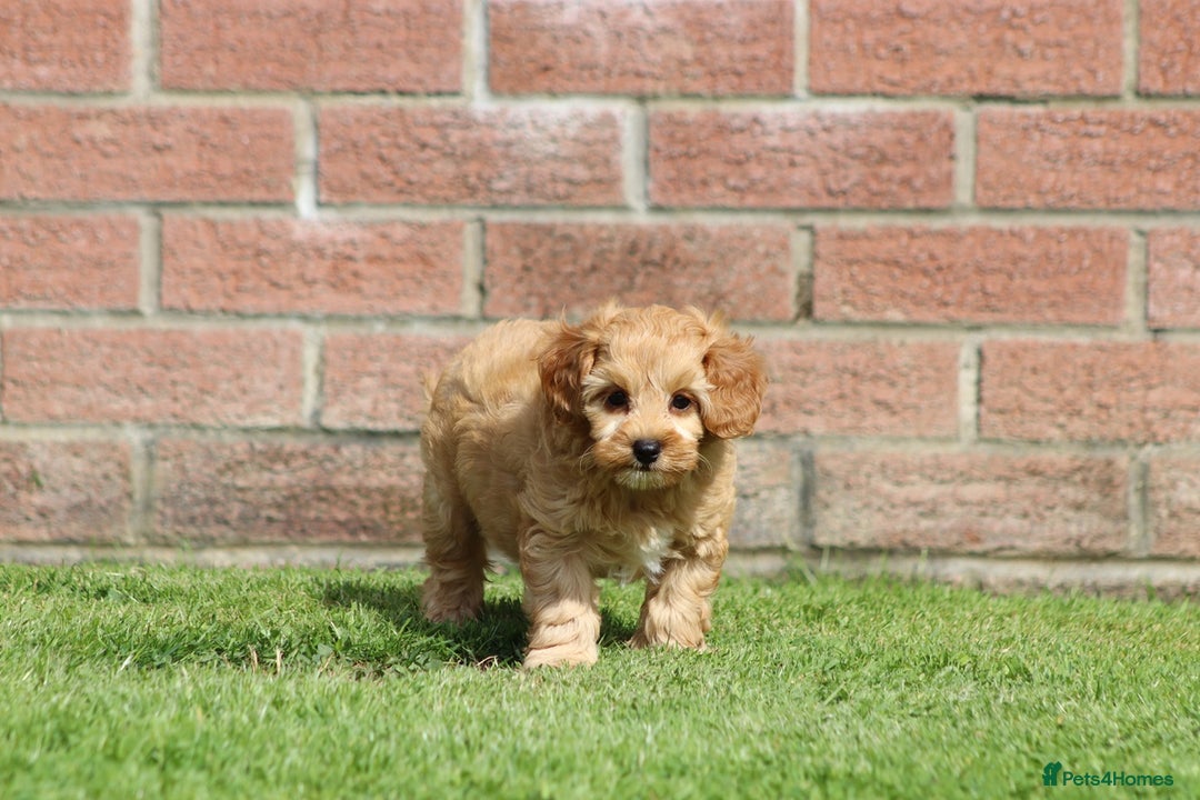 Cockapoo dogs for sale: Beautiful Cockapoo puppies for sale - Image 19