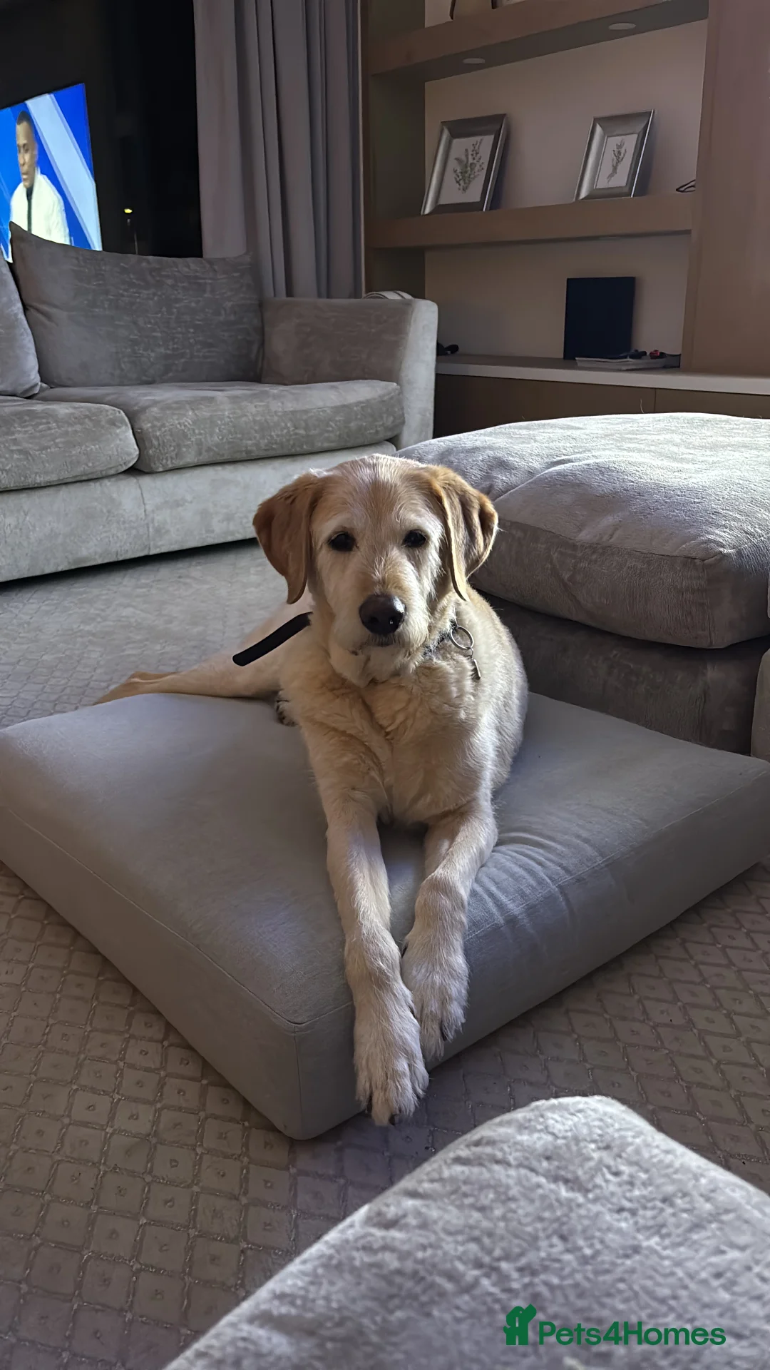 Labrador Retriever dogs for sale: Harry the Labrador - Advert 2