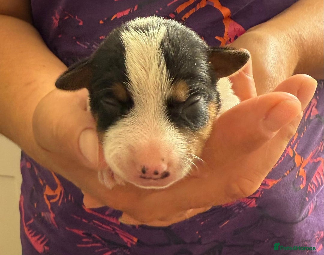 Jack Russell dogs for sale: Bred From Health Tested Parents - Image 9
