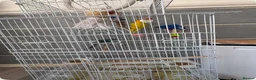 Mixed Breed birds for sale: Kakariki Birds for Sale – 1 Boy & 1 Girl 🐦🐦   - Advert 2