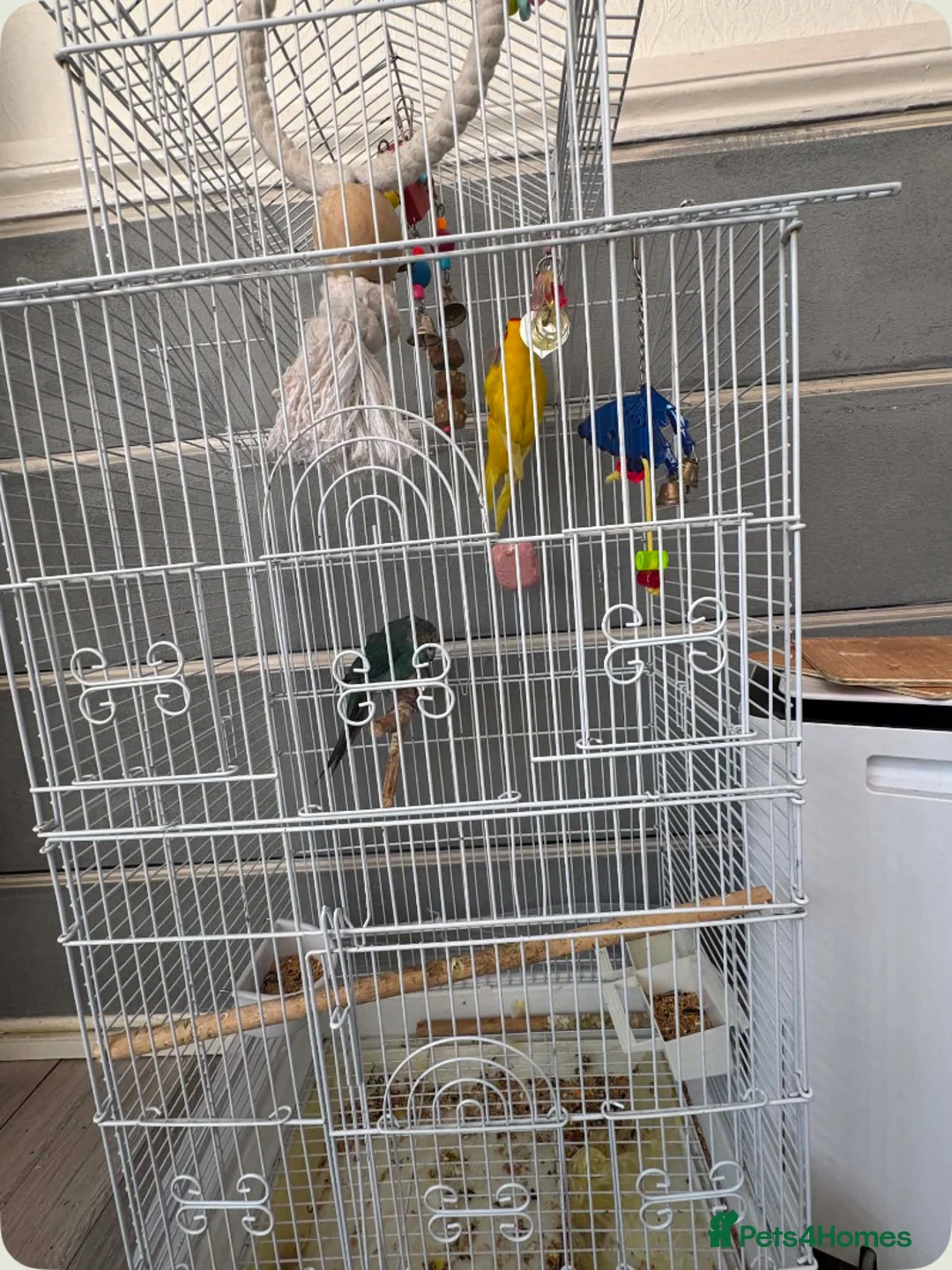 Mixed Breed birds for sale: Kakariki Birds for Sale – 1 Boy & 1 Girl 🐦🐦   - Advert 2
