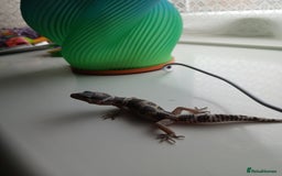 Leopard Gecko reptiles for sale: Leopard gecko for sale baby  - Image 4