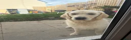 Golden Retriever dogs for sale: Beautiful Golden Retriever Female – 8 Months Old - Advert 3
