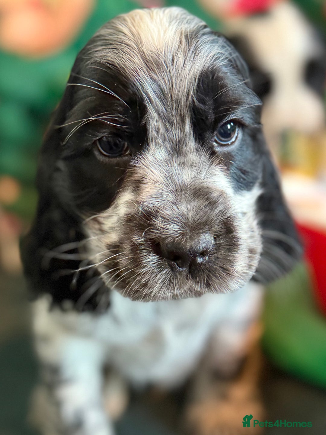 Cocker Spaniel dogs for sale: Stunning Blue Roan Pups Available - Advert 5