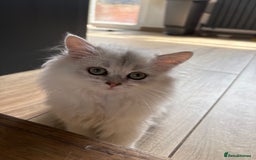 British Shorthair cats for sale: 🐾 Purebred British Shorthair & Longhair Kittens  - Image 32