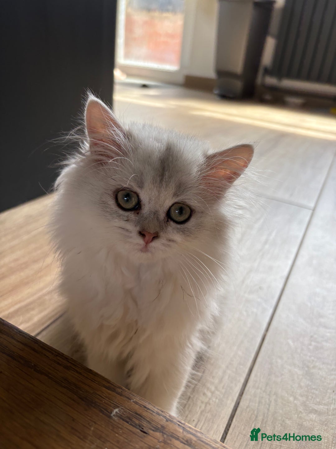 British Shorthair cats for sale: 🐾 Purebred British Shorthair & Longhair Kittens  - Image 32