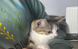 Mixed Breed cats for sale: 10 weeks old kittens ready to leave  - Image 5