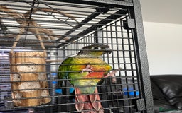 Conures birds for sale: Reggie the Conure - Image 8