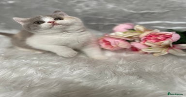 British Shorthair cats - Advert 10