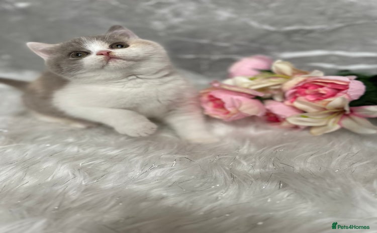 British Shorthair cats - Advert 3