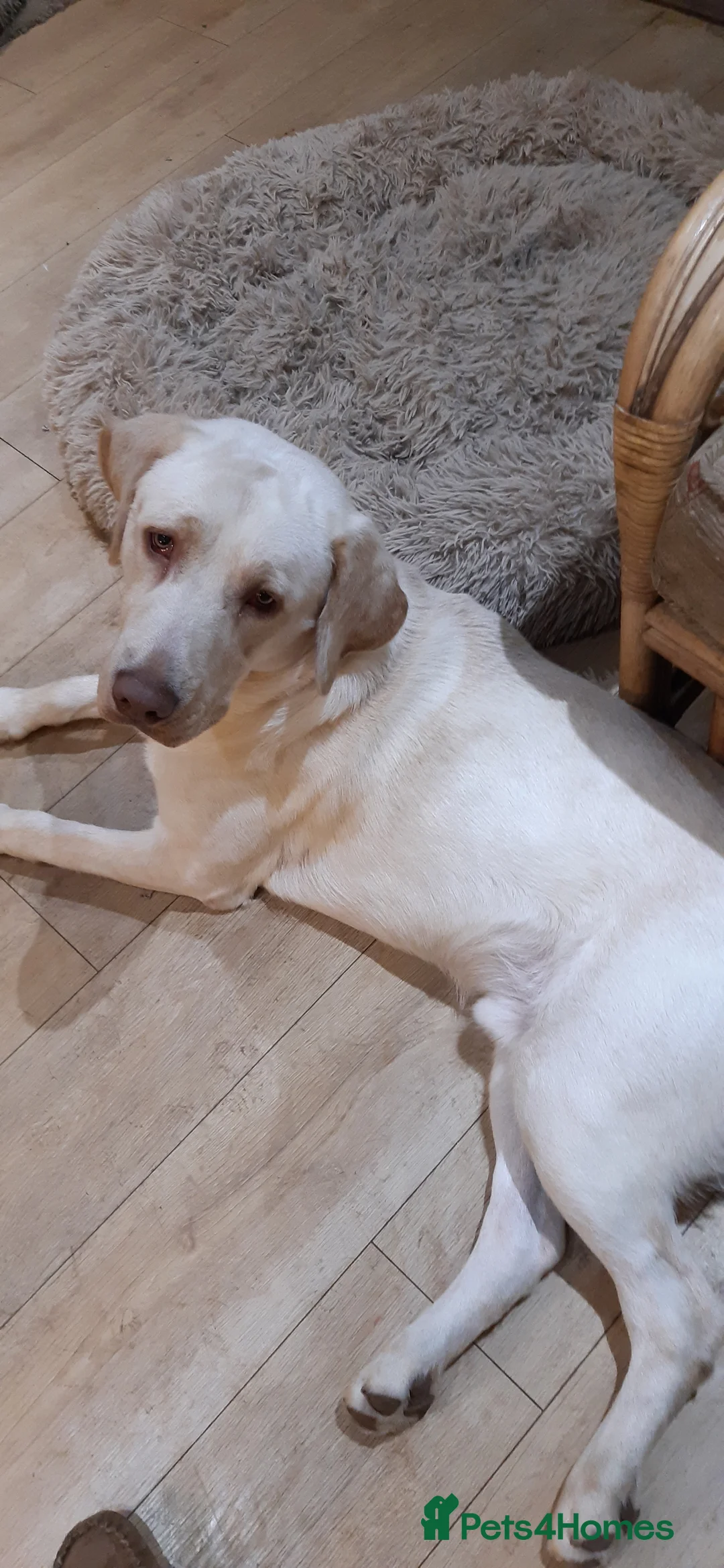 Labrador Retriever dogs for sale: Male Labrador Retiever 12 months - Advert 2