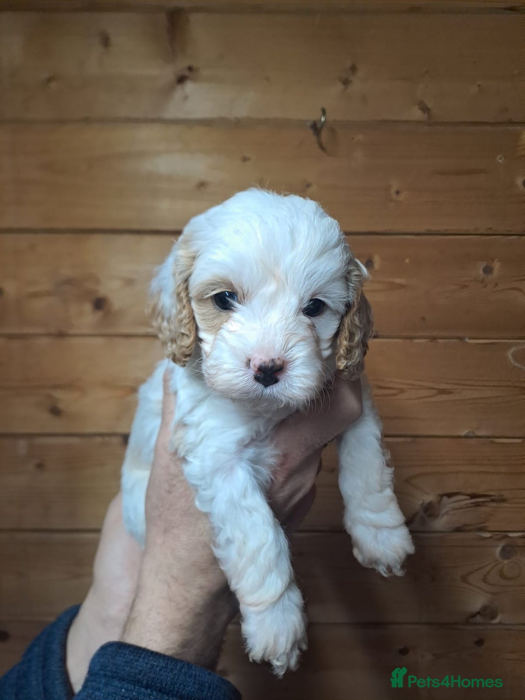 Cavapoo dogs for sale: Outstanding Cavapoo puppies - Advert 6