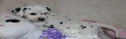 Dalmatian dogs for sale: Top quality Dalmatian puppies - Advert 12