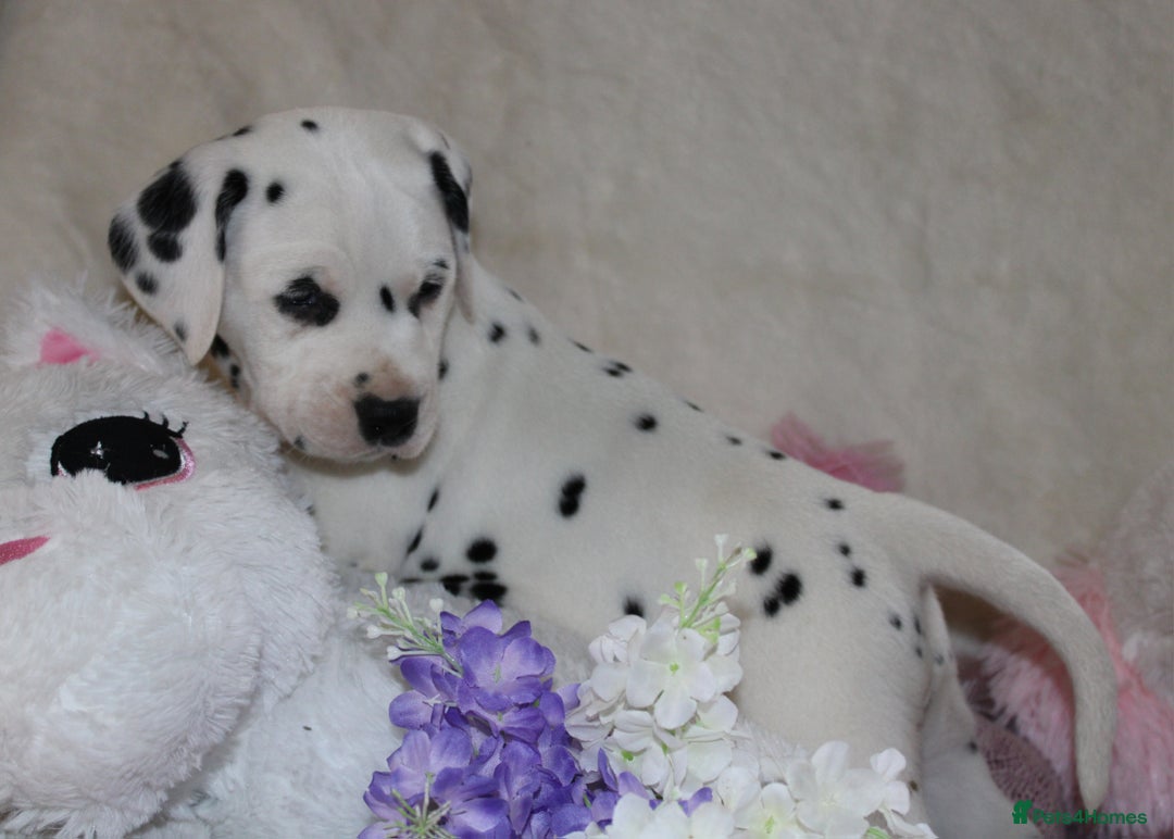 Dalmatian dogs for sale: Top quality Dalmatian puppies - Advert 12