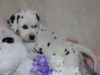 Dalmatian dogs Top quality Dalmatian puppies - Advert 16