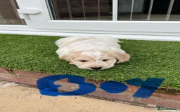 Cockapoo dogs for sale: Beautiful Cockapoo puppies - Image 13