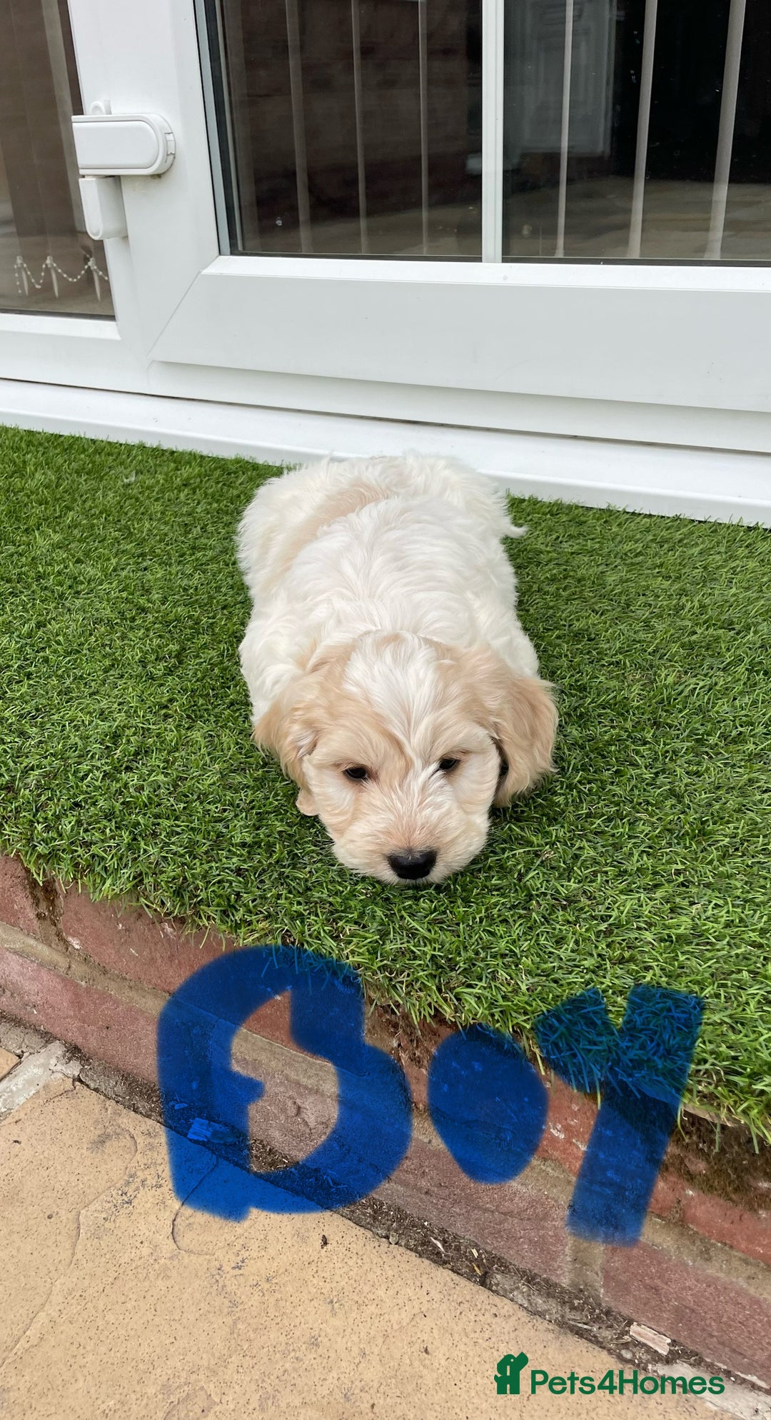 Cockapoo dogs for sale: Beautiful Cockapoo puppies - Image 13