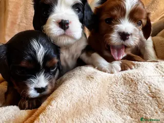 Cavalier King Charles Spaniel dogs Very rare in UK ultra-low COI 0.2% Choc carrier KC - Advert 13