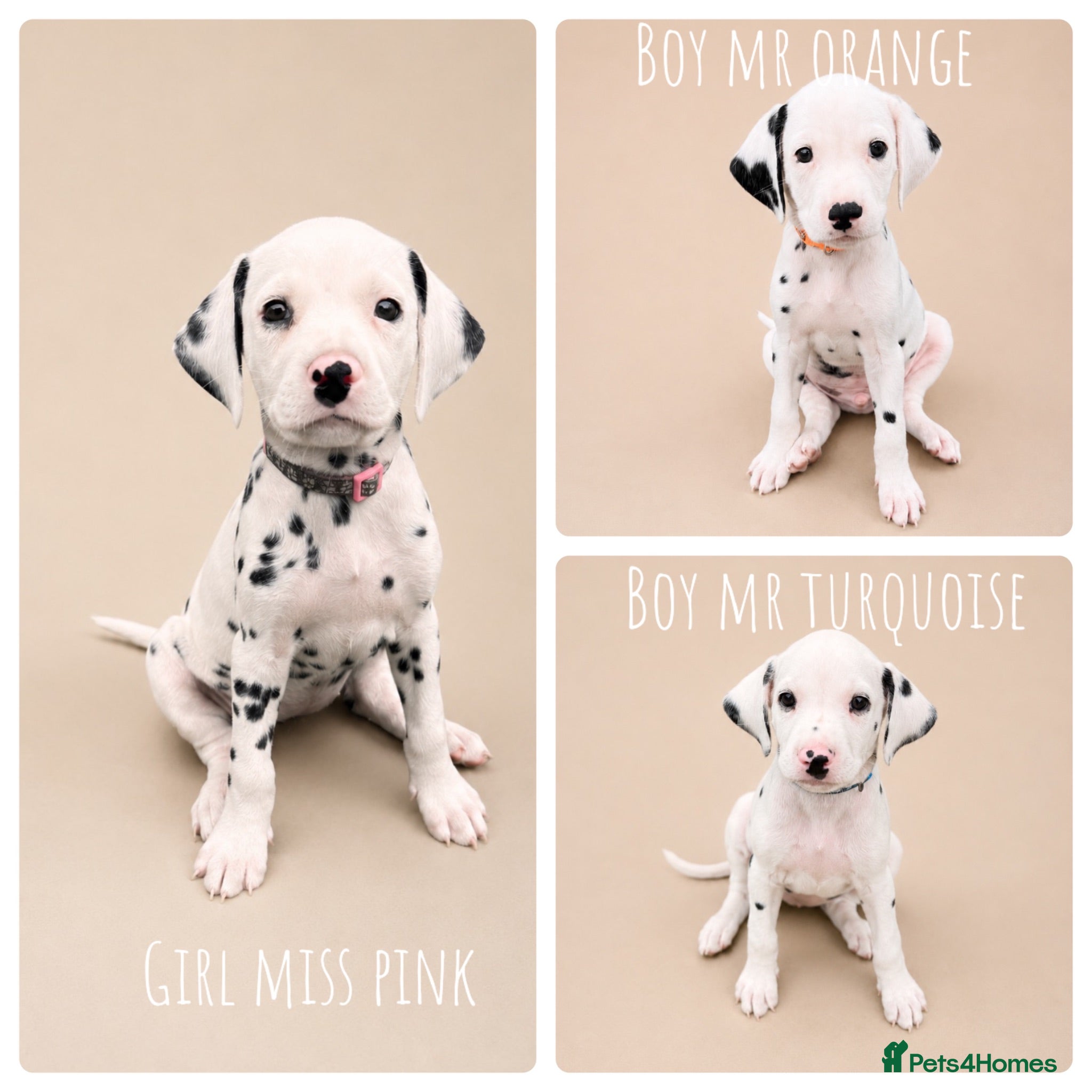Dalmatian dogs 100% Full hearing Litter - KC Dalmatian Puppies - Advert 4