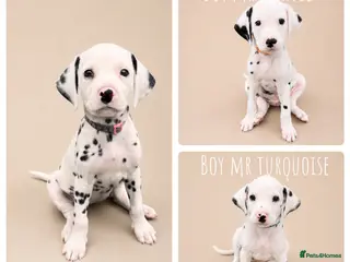 Dalmatian dogs 100% Full hearing Litter - KC Dalmatian Puppies - Advert 4