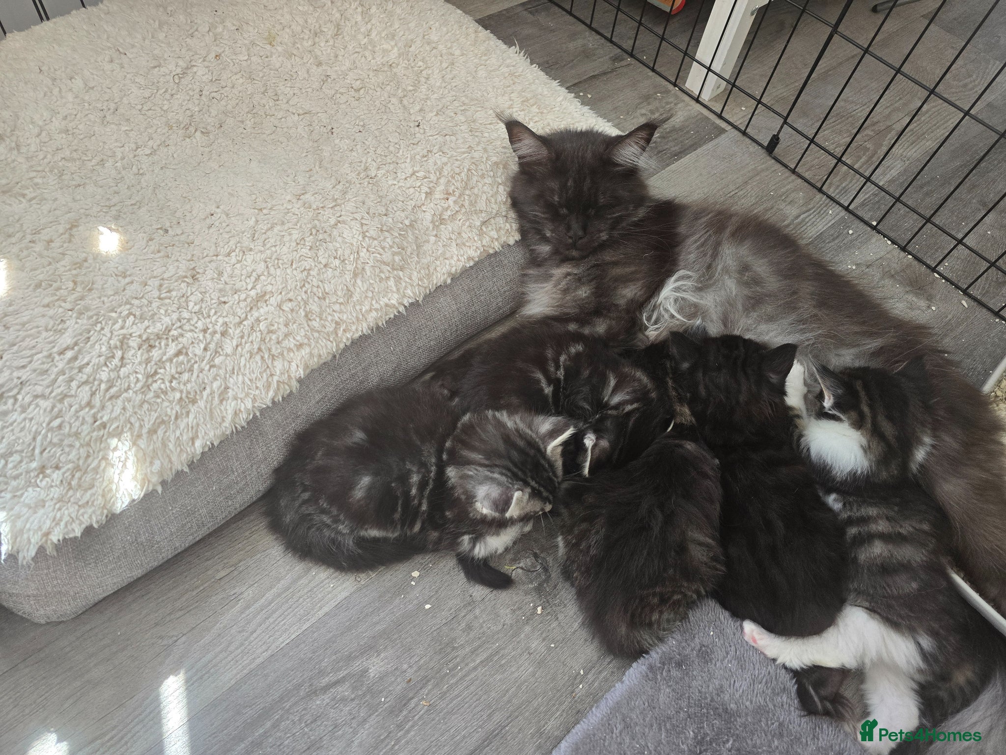 Maine Coon cats for sale: 3/4 Mainecoon Kittens in Pontypridd - Advert 1