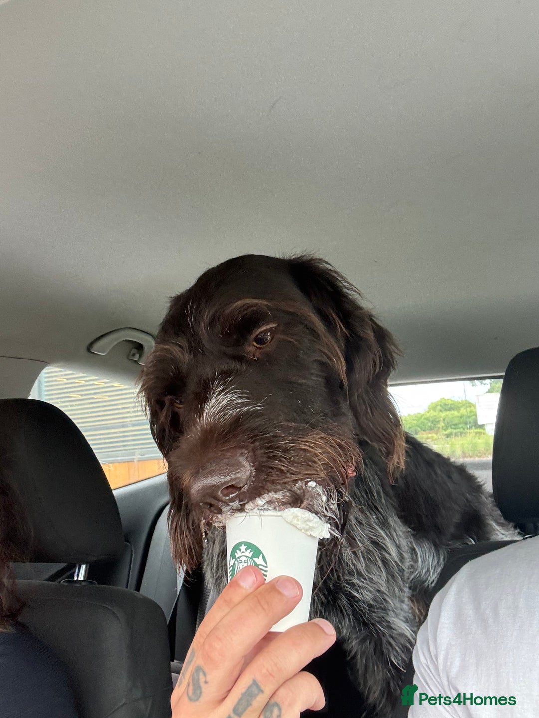 German Wirehaired Pointer dogs for sale: German Wirehaired Pointer For Sale  - Advert 6