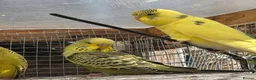 Finches birds for sale: Zebra / budgies available  in Swadlincote - Advert 3