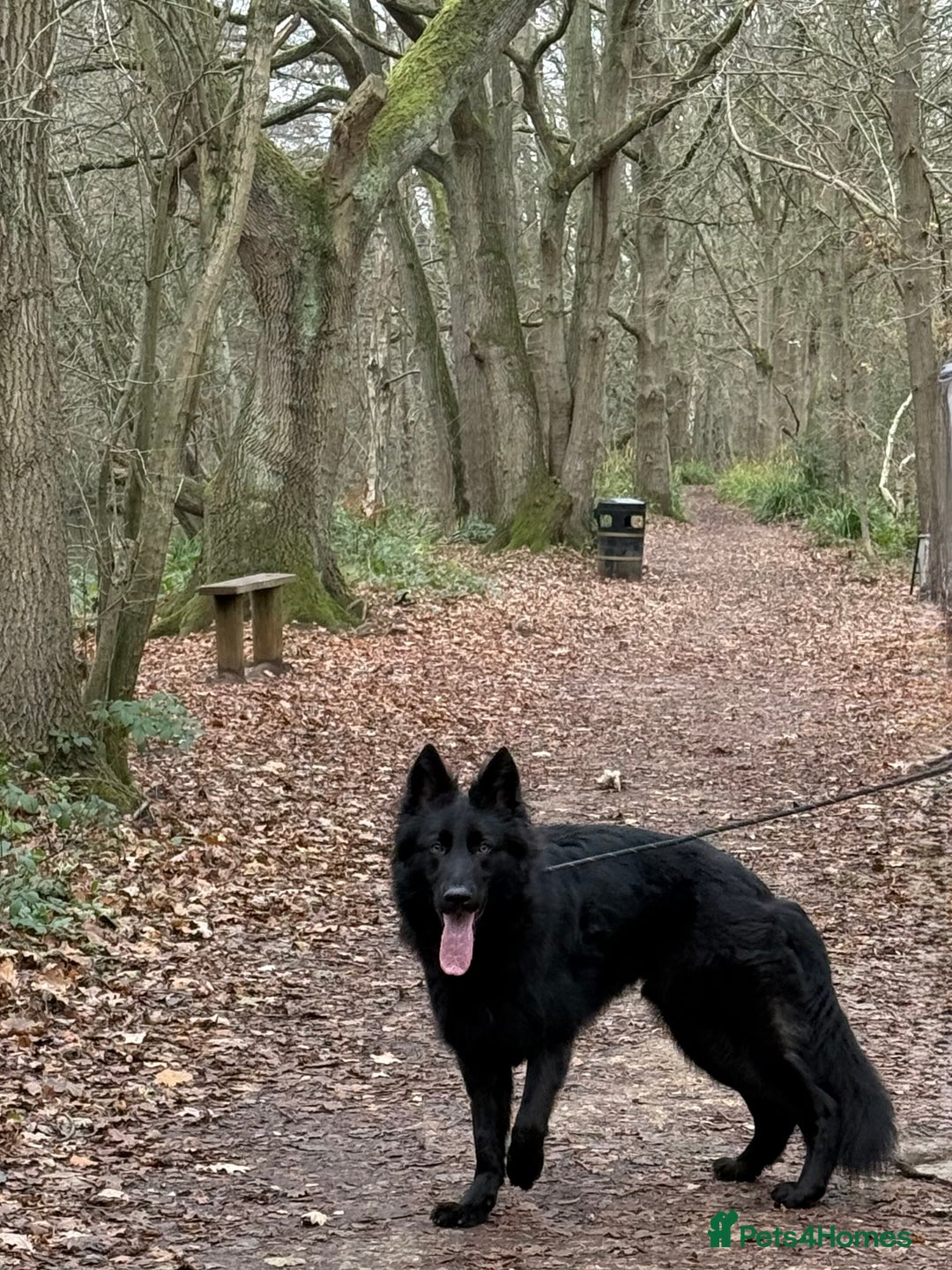 German Shepherd dogs for sale: Gsd for sale - Advert 3