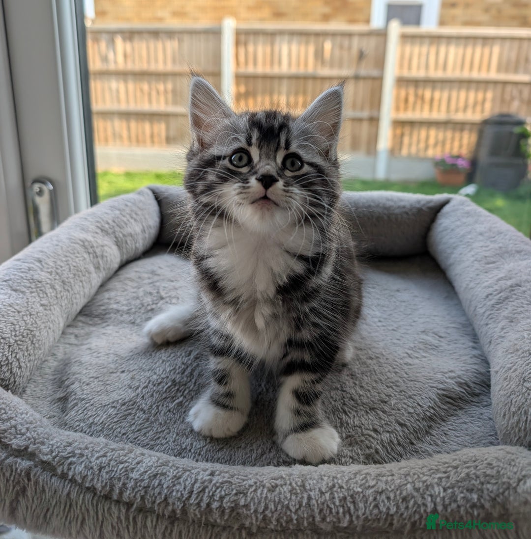 Domestic Shorthair cats for sale: Super stunning kittens - Image 3