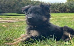 German Shepherd dogs for sale: GERMAN SHEPHERD LONG COATED PUPPIES - Image 30