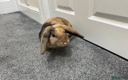 Mini Lop rabbits for sale: Young Male Rabbit/ Complete Starter Kit – Friendly - Image 7