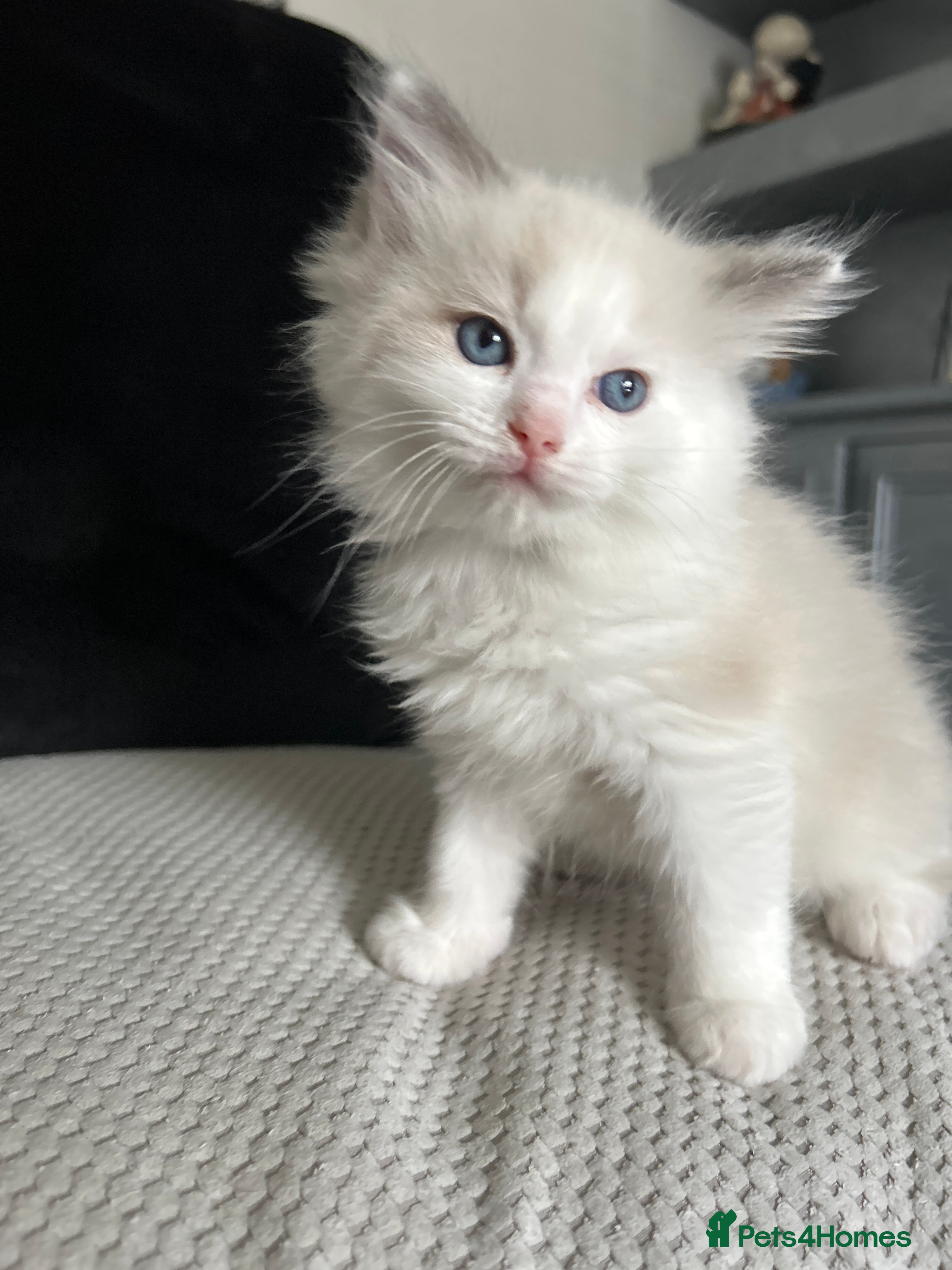 Ragdoll cats Beautiful Ragdoll Kittens - Advert 2
