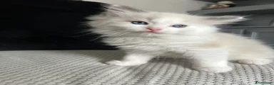 Ragdoll 2