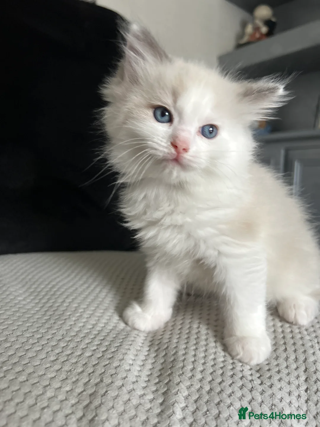 Ragdoll cats for sale: Beautiful Ragdoll Kittens in Durham - Advert 2