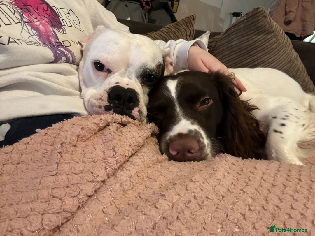 Mixed Breed dogs for sale: 7 gorgeous American Bulldog x Springer Spaniel - Advert 2