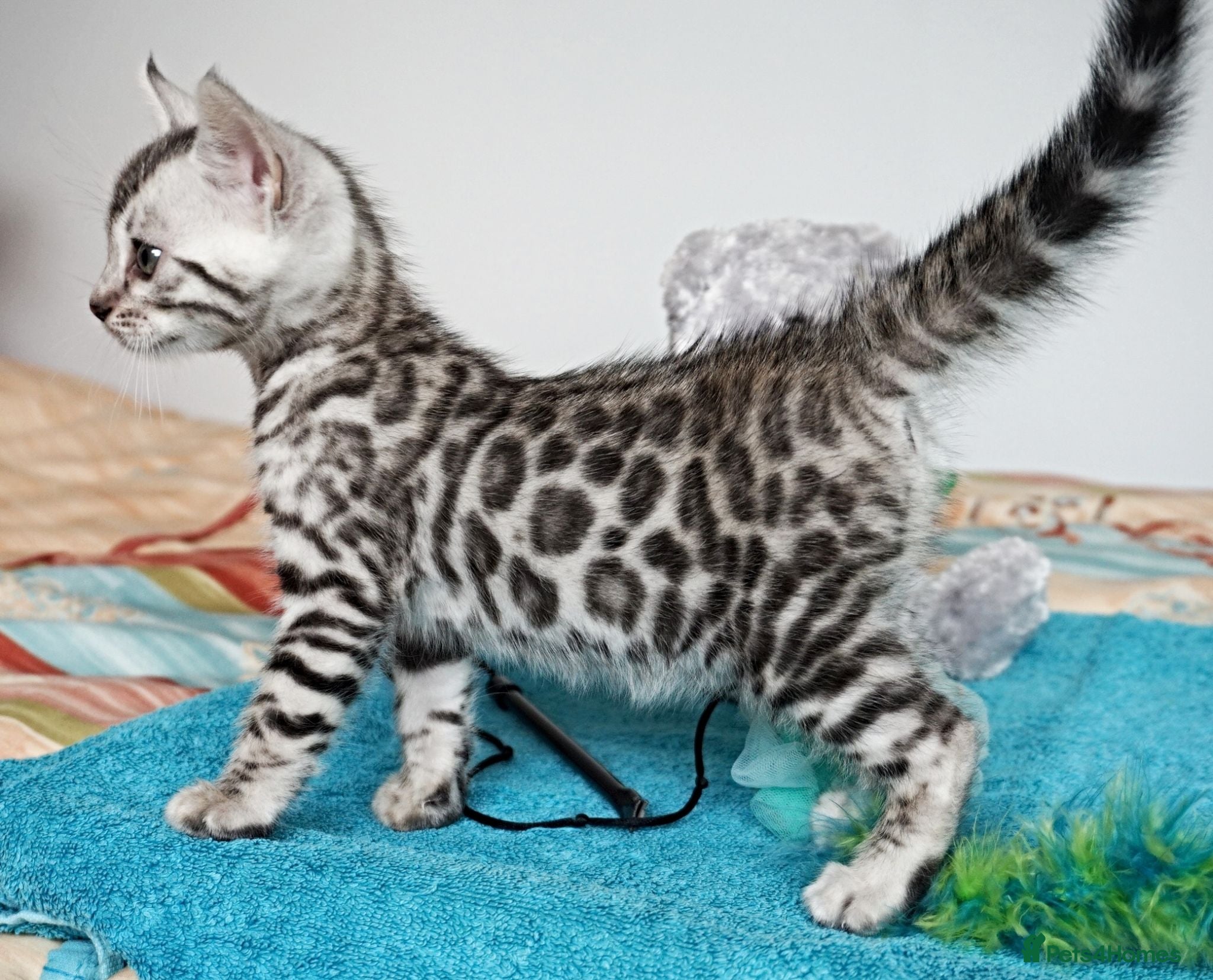 Bengal cats Superb Quality Bengal Kittens - Advert 3