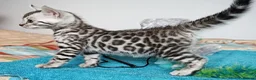 Bengal cats for sale: Superb Quality Bengal Kittens - Advert 1
