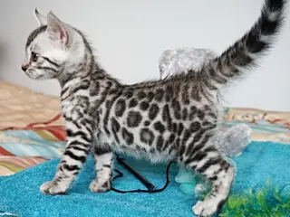 Bengal cats Superb Quality Bengal Kittens - Advert 1