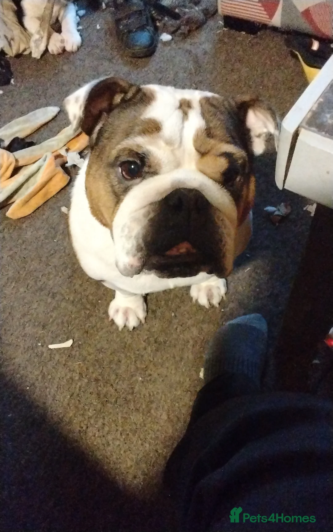 Mixed Breed dogs for sale: Last puppy need home asap - Advert 2