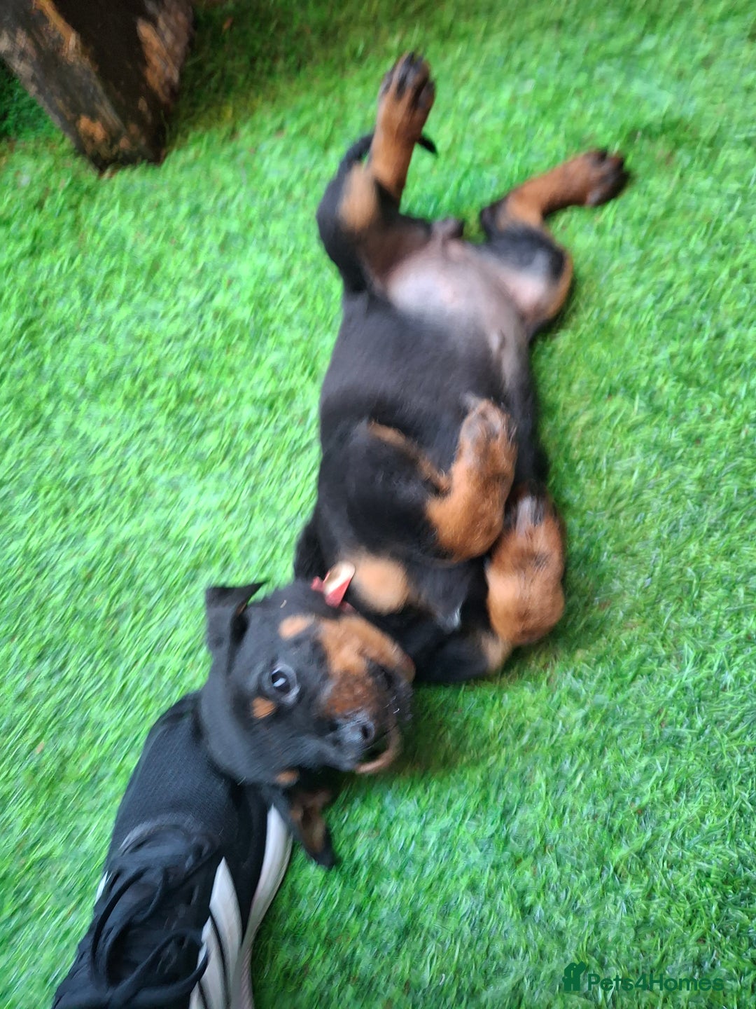 Dobermann dogs for sale: Rottweiler/Doberman  - Image 6