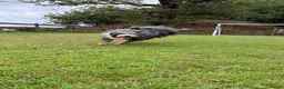 Bearded Collie dogs for sale: Two beautiful beardie pups for sale! in Llanwrtyd Wells - Advert 4