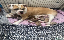 Alapaha Blue Blood Bulldog dogs for sale: Beautiful Alapaha blue bulldogs  - Image 10