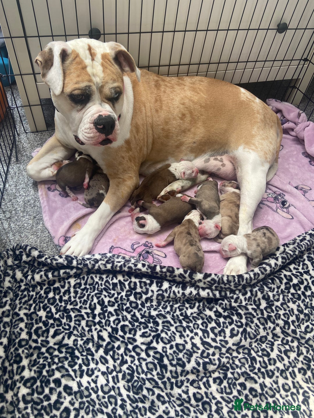Alapaha Blue Blood Bulldog dogs for sale: Beautiful Alapaha blue bulldogs  - Image 10