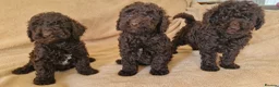 Miniature Poodle dogs for sale: Miniature poodle  - Advert 3