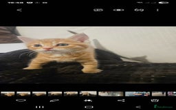Bengal cats for sale: Bengal Kittens - Image 5