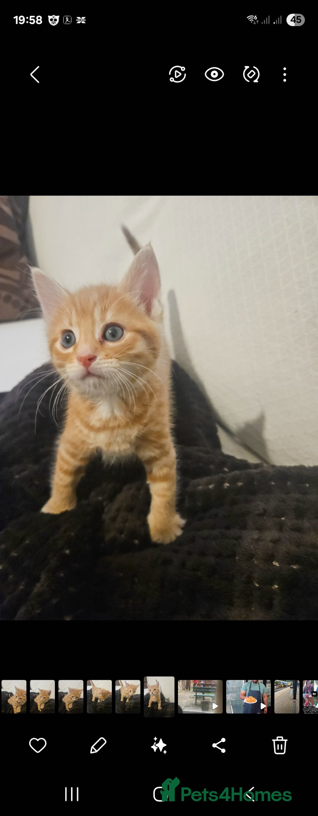 Bengal cats for sale: Bengal Kittens - Image 5